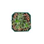 Haworthia – 20 cm (Green Pot) - Image 2