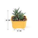 Haworthia – 20 cm (Yellow Pot) - Image 3