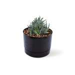هاوورثيا – ارتفاع 22 سم
