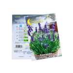 Lavender Seeds