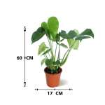 MONSTERA DELICIOSA 17CM 55HT (FP) - Image 3