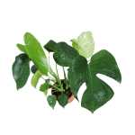 MONSTERA DELICIOSA 17CM 55HT (FP) - Image 2