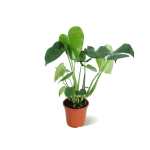 MONSTERA DELICIOSA 17CM 55HT (FP)