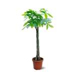 Pachira Aquatica