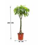 ⁦باشيرا أكواتيكا – ارتفاع 150 سم⁩ - الصورة ⁦3⁩