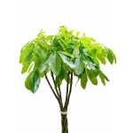 Pachira Aquatica – 150 cm Height - Image 2