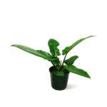 Philodendron Imperial Green – 35 cm Height