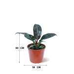 Philodendron Imperial Red – 50 cm Height - Image 3