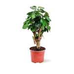 Polyscias Fabian – 40 cm Height