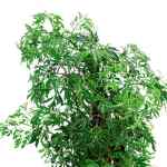 Polyscias Hawaiiana Ming – 40 cm Height - Image 2