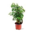 Polyscias Hawaiiana Ming – 40 cm Height