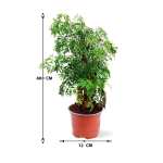 Polyscias Hawaiiana Ming – 40 cm Height - Image 3