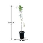 Pomegranate (Punica Granatum) – 150 cm Height - Image 3