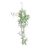 Pomegranate (Punica Granatum) – 150 cm Height - Image 2