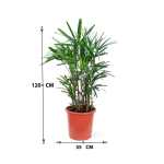 Rhapis Excelsa – 120 cm Height - Image 3