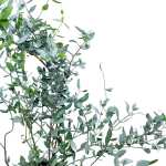 Sweet Olive Tree – 80 cm Height - Image 2