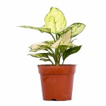 Aglaonema White Chinese Evergreen Plant
