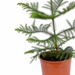Araucaria Heterophylla Norfolk Island Pine POT-19CM - Image 3
