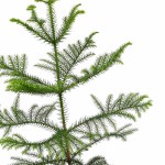 Araucaria Heterophylla Norfolk Island Pine POT-19CM - Image 2
