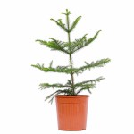 Araucaria Heterophylla Norfolk Island Pine POT-19CM