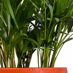Areca Palm Tropical Plant POT-30CM - Image 2