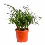 Areca Palm Tropical Plant POT-30CM - Image 3