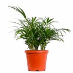 Areca Palm Tropical Plant POT-30CM