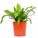 Asplenium Nidus  Bird’s Nest Fern  POT-19CM