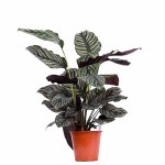 Calathea Sanderiana Pinstripe Plant – 80 cm Height