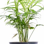 Chamaedorea Elegans Parlour Palm POT-14CM - Image 2