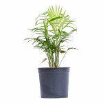 Chamaedorea Elegans Parlour Palm POT-14CM