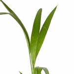 ⁦نخلة جوز الهند (Cocos Nucifera) – ارتفاع 130 سم⁩ - الصورة ⁦2⁩
