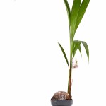 ⁦نخلة جوز الهند (Cocos Nucifera) – ارتفاع 130 سم⁩ - الصورة ⁦3⁩