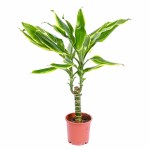 Dracaena Fragrans Golden Coast – 45 cm Height - Image 3