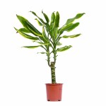 Dracaena Fragrans Golden Coast – 45 cm Height