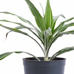Dracaena White Variegated Plant POT-18CM - Image 2