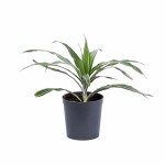 Dracaena White Variegated Plant POT-18CM - Image 3