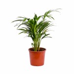 Dypsis Areca Golden Cane Palm – 45 cm Height POT-18CM - Image 3