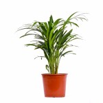 Dypsis Areca Golden Cane Palm – 45 cm Height POT-18CM