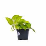 Epipremnum Pinnatum Golden Pothos – 25 cm Height