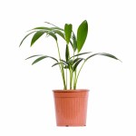 Howea Kentia Palm POT-19CM