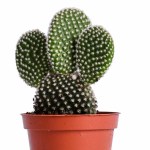 Opuntia Microdasys Albispina Bunny Ears Cactus – 12 cm - Image 2