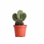 Opuntia Microdasys Albispina Bunny Ears Cactus – 12 cm