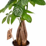 ⁦باتشيرا أكواتيكا (شجرة المال) – ارتفاع 45 سم⁩ - الصورة ⁦3⁩