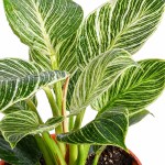 Philodendron Birkin Variegated Plant POT-19CM - Image 2