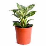 Philodendron Birkin Variegated Plant POT-19CM - Image 3
