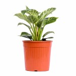 Philodendron Birkin Variegated Plant POT-19CM