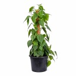 Philodendron Scandens on Moss Stick – 80 cm Height - Image 3
