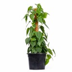 Philodendron Scandens on Moss Stick – 80 cm Height