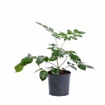 Radermachera China Doll Plant – 45 cm Height POT-14CM - Image 3